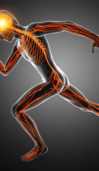 3d Illustration of Human Nervous System