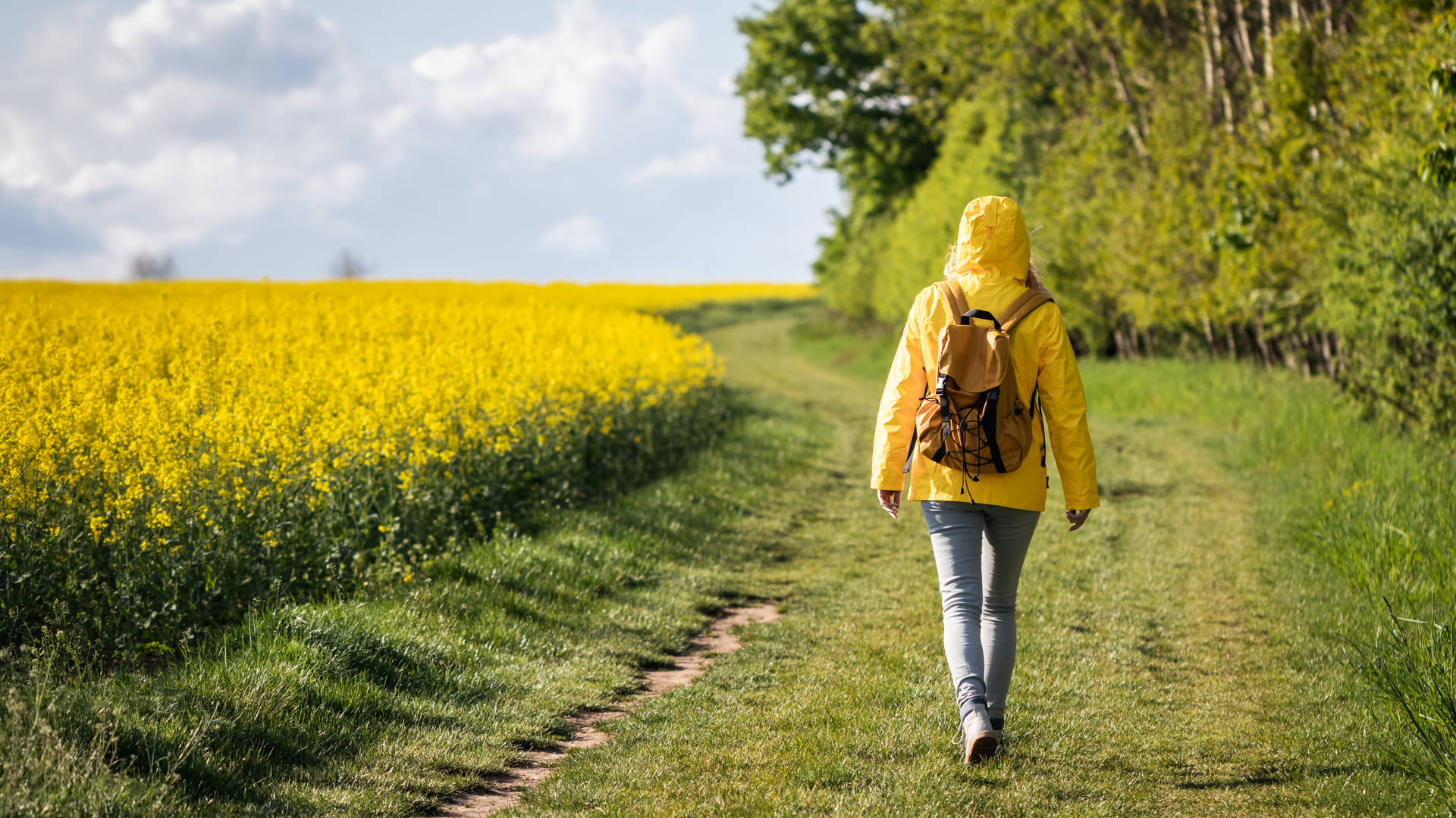 Lone woman walk on path between forest and oilseed field. Spring hike in nature