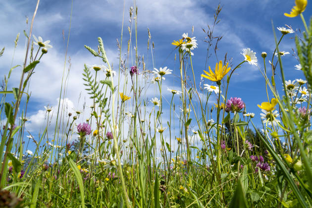 close-up of blooming flowers in meadow at spring