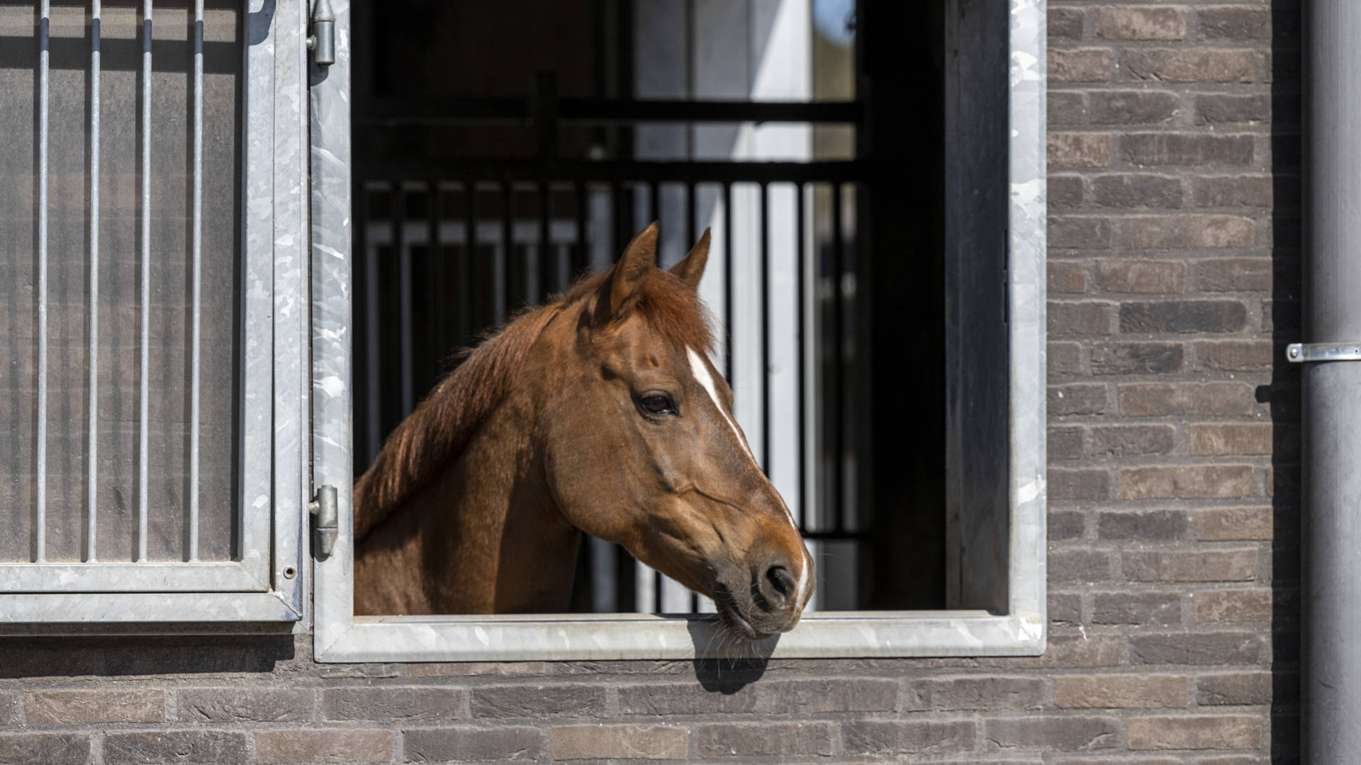 Hierop zien jullie onze paarden en binnenpiste en te Genk