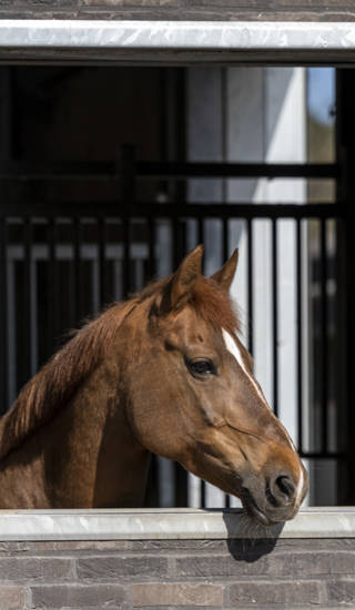 Hierop zien jullie onze paarden en binnenpiste en te Genk