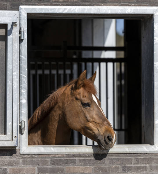 Hierop zien jullie onze paarden en binnenpiste en te Genk
