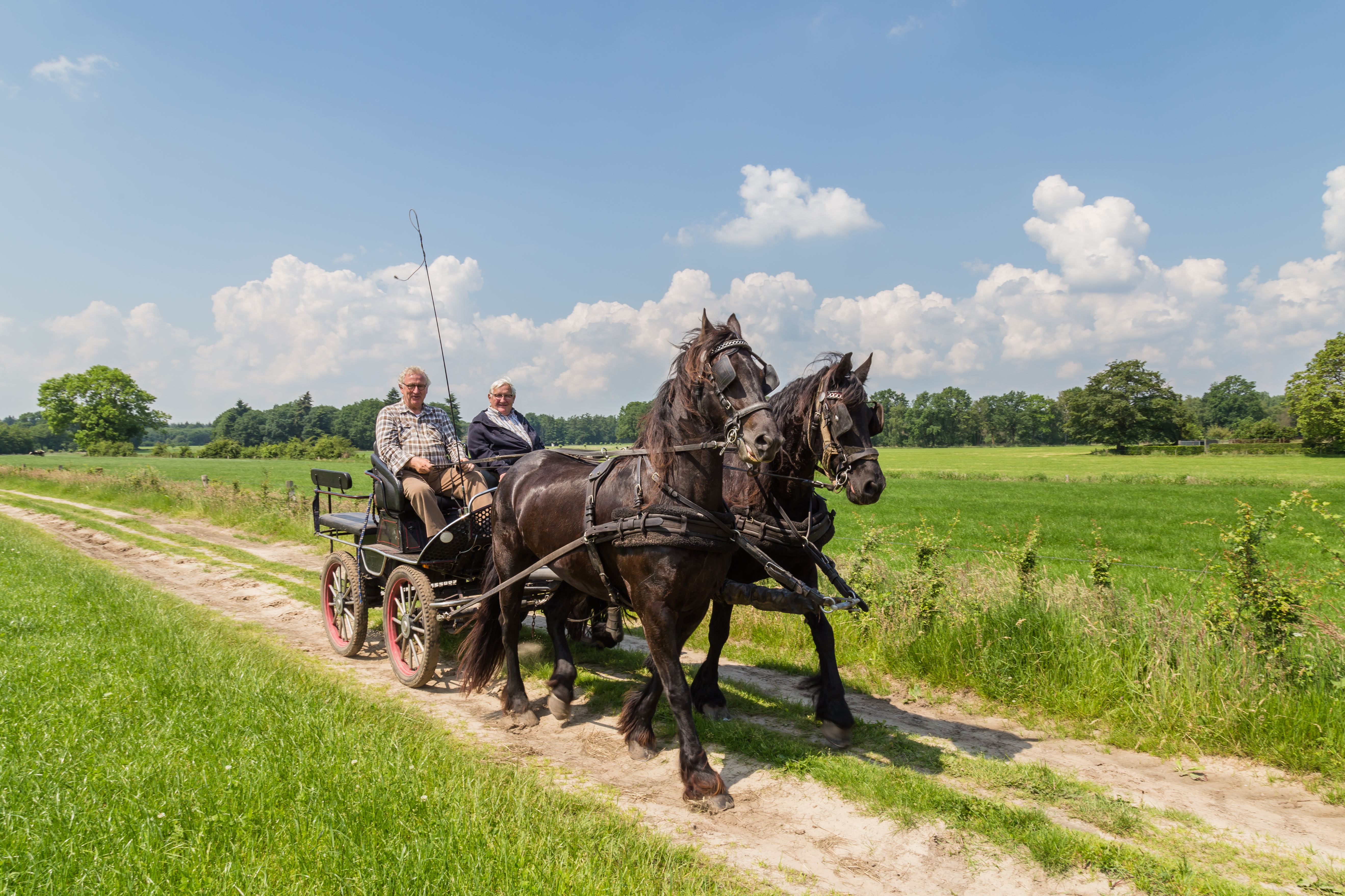 Markelo, Netherlands - June 3, 2016: Two black Frisian horses and two older man in a traditional Dutch carriage