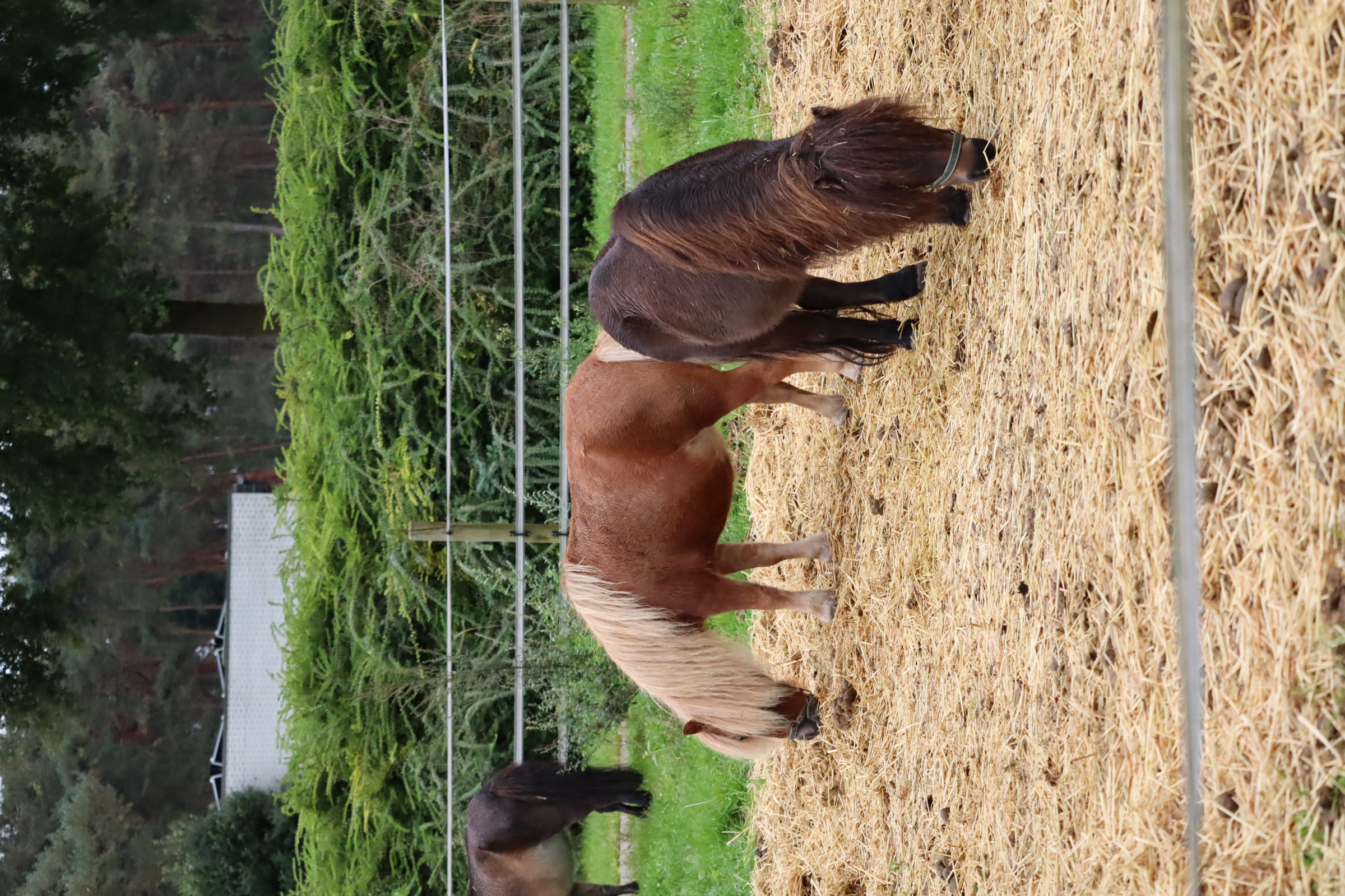 Sfeerbeelden paarden en pony's Genk