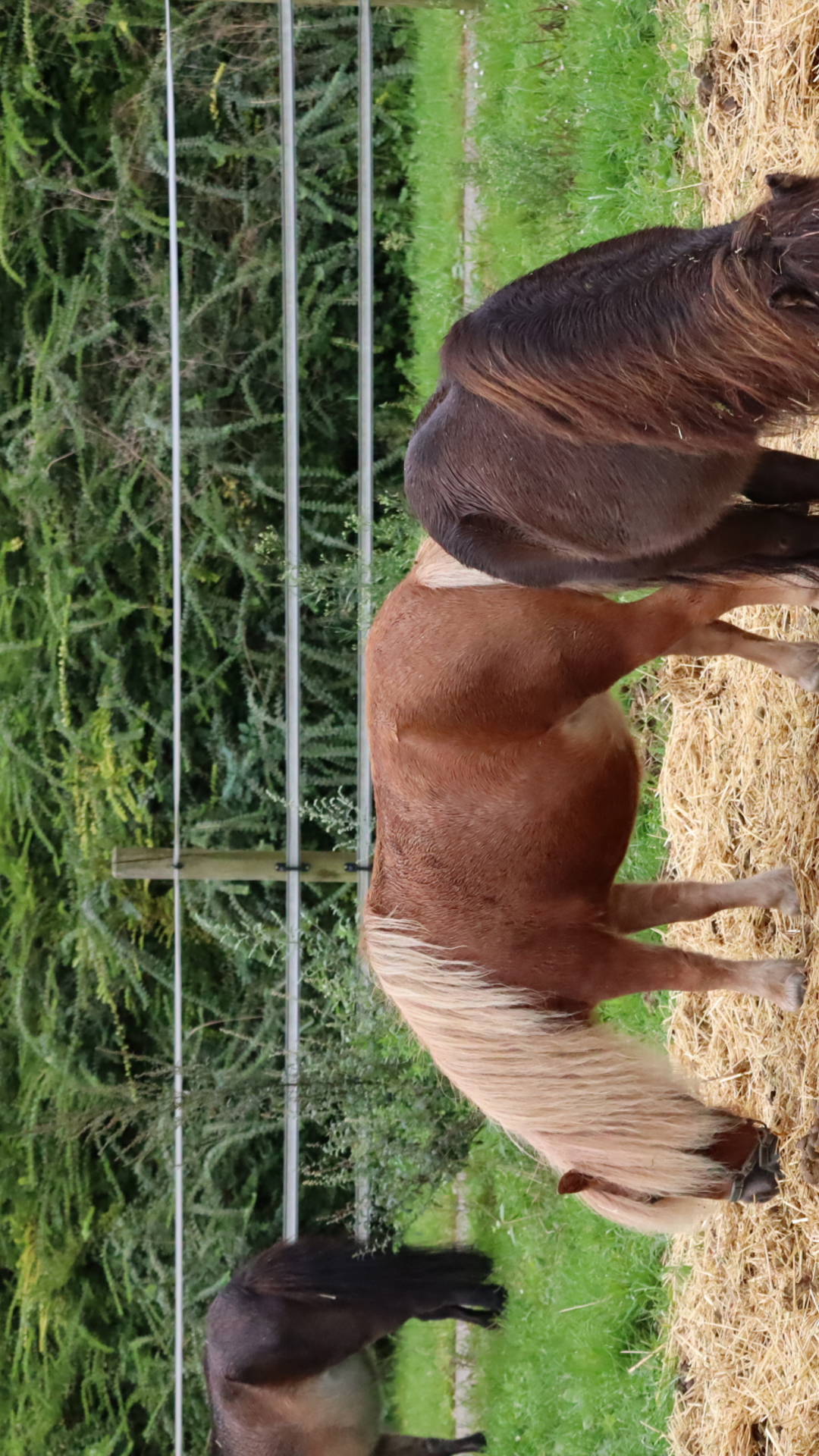 Sfeerbeelden paarden en pony's Genk