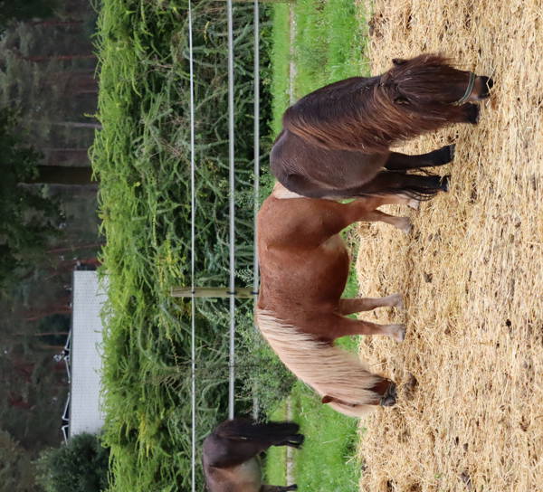 Sfeerbeelden paarden en pony's Genk