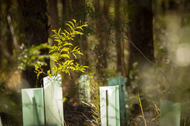 Bush Regeneration