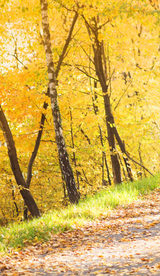 Active and sporty woman runner is exercising in colorful autumn nature