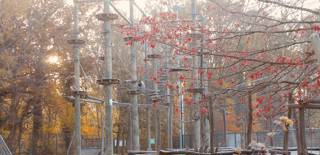 Sport Vlaanderen Brasschaat boom hoogteparcours herfst