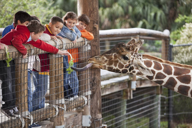 Multi-ethnic group of children (7 to 11 years) at zoo. Focus on giraffe and boy in foreground feeding giraffe.