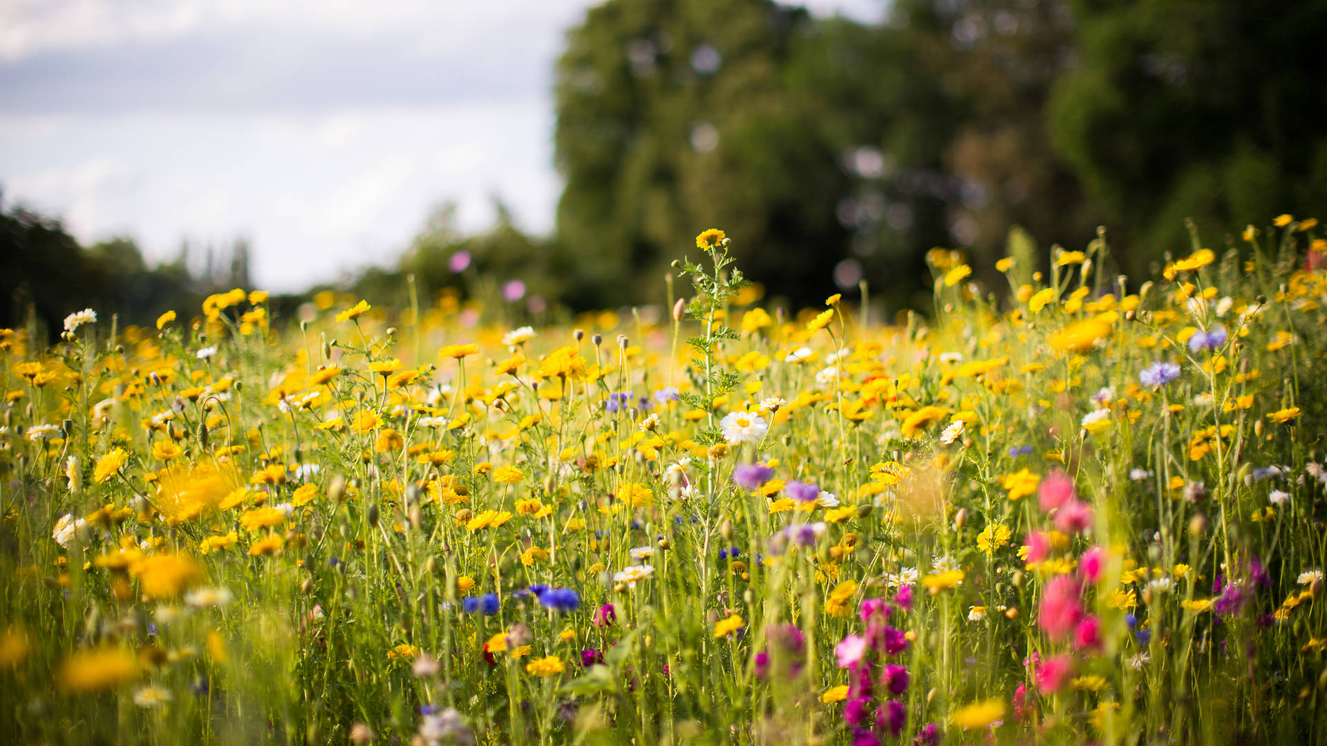 meadow of wild flowers