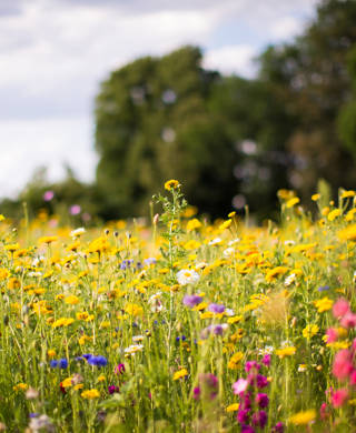 meadow of wild flowers