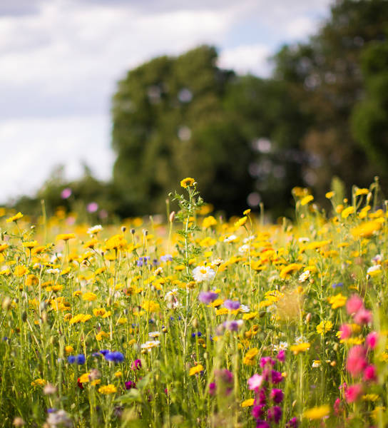 meadow of wild flowers