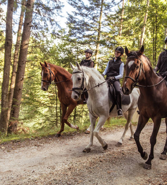 Three young women riding horses on dirt road in forest.
