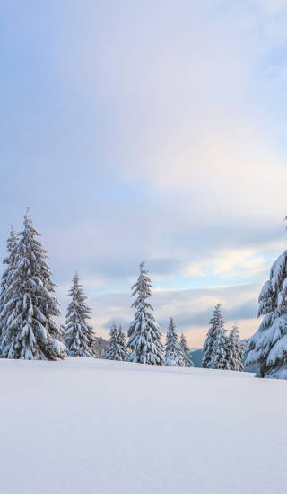 A panoramic view. Winter landscape. Christmas wonderland. Magical forest. Meadow covered with frost trees in the snowdrifts. Snowy wallpaper background.