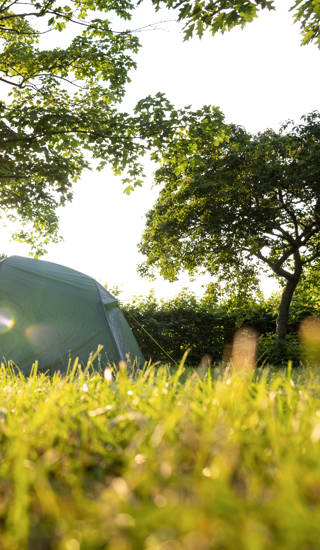 A tent set up next to a bicycle with panniers. Low angle shot with grass in the foreground. Natural background with trees at sunset.
